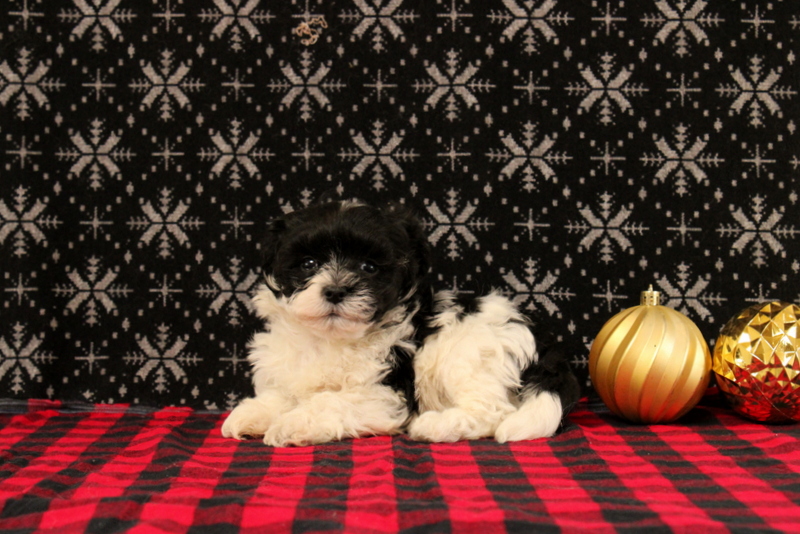 puppy, for, sale, Maltipoo, Matthew B. Stoltzfus, dog, breeder, Gap, PA, dog-breeder, puppy-for-sale, forsale, nearby, find, puppyfind, locator, puppylocator, aca